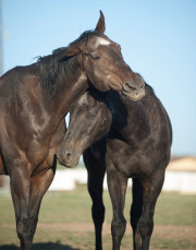 Cuddle Boys of Circle L Ranch-Jody L. Miller Horse Photography