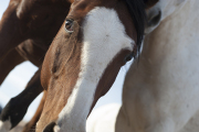 Closeup Muzzle-Fine Art Horse Photography by Jody Miller