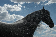 Cooling Off - Fine Art Horse Photography by Jody Miller