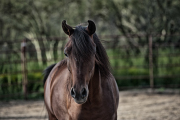 Arabian Colt-Fine Art Horse Photography by Jody Miller