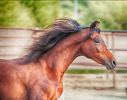 Arab Mane-Fine Art Horse Photography by Jody Miller