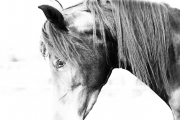 Vanishing Horse-Fine Art Horse Photography by Jody Miller