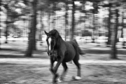 Sedona Forest-Fine Art Horse Photography by Jody Miller