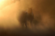 Desert Walk - Fine Art Horse Photographs by Jody Miller