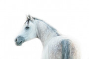 Ethereal - Fine Art Horse Photography by Jody Miller