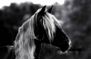 Fabio - Fine Art Horse Photography by Jody Miller