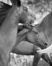 In the Middle-Fine Art Horse Photography by Jody Miller