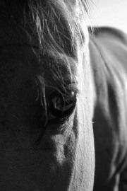 Morning Eyes - Fine Art Horse Photography by Jody Miller