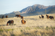 Granite Mountain grazing-Fine Art Horse Photography by Jody Miller