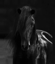 Shine-Fine Art Horse Photography by Jody Miller