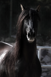 Spanish Stallion-Fine Art Horse Photography by Jody Miller