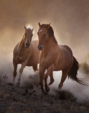 Strength - Fine Art Horse Photography by Jody Miller