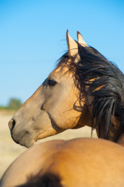 Buckskin Stallion-Fine Art Horse Photography by Jody Miller