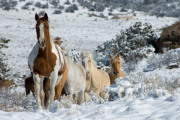 Winter Run - Fine Art Horse Photography by Jody Miller