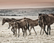 Baby Sitting - Fine Art Horse Photography by Jody Miller