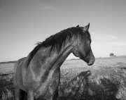 In the horses shadow-Fine Art Horse Photography by Jody Miller
