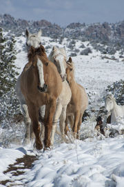 Winter Wonderland Horses -Jody L. Miller Horse Photography