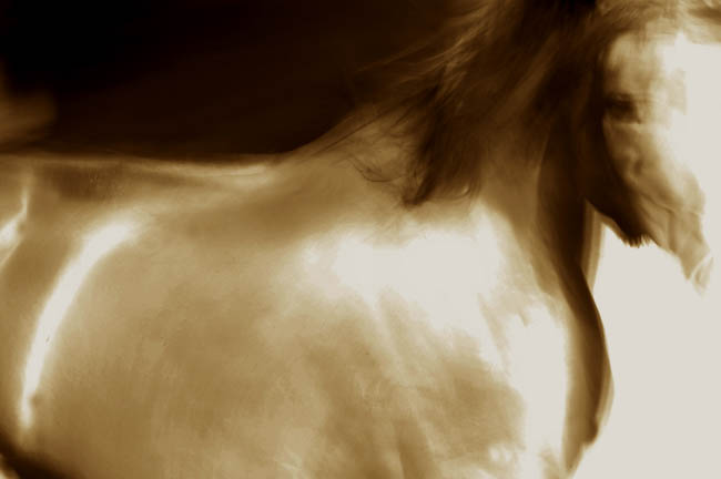 Ghost Horse - Fine Art Equine Photography by Jody Miller