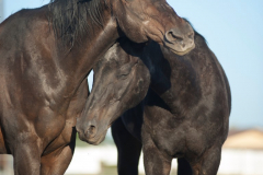 Cuddle Boys of Circle L Ranch-Jody L. Miller Horse Photography
