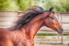 Arab Mane-Fine Art Horse Photography by Jody Miller