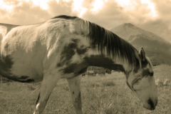 Drifter-Jody Miller Horse Photography