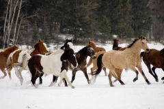 Frosty Gallop - Fine Art Horse Photography by Jody Miller