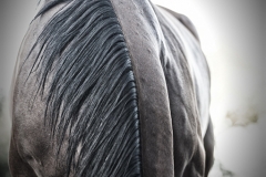 Mane Line-Fine Art Horse Photography by Jody Miller