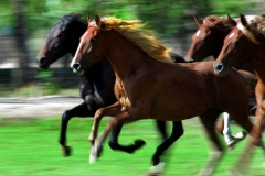 Pony Run - Equestrian Photography by Jody Miller