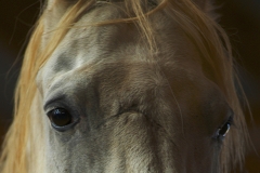 Scar face-Fine Art Horse Photography by Jody Miller