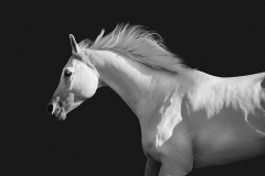 Sterling Arabian Horse-