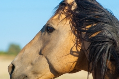 Buckskin Stallion-Fine Art Horse Photography by Jody Miller