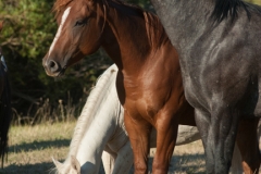 Wyoming Mingle-Jody Miller Horse Photography