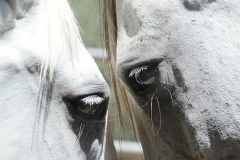 Eyes on You-Equestrian Photography