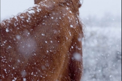 Silent Snow - Equestrian Photography by Jody Miller