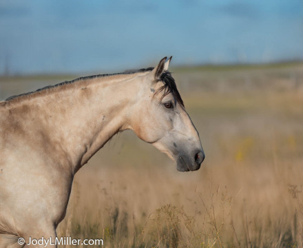 DSC_1585-copy-wheat-grass-field