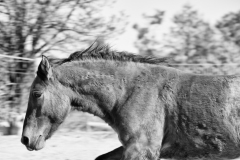 JLM_2680BW