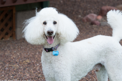 ShoopDogs_2019Photos-12-of-47