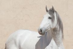 Imperio Spanish Horse
