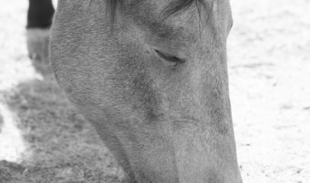 Squirrel_BW_4363