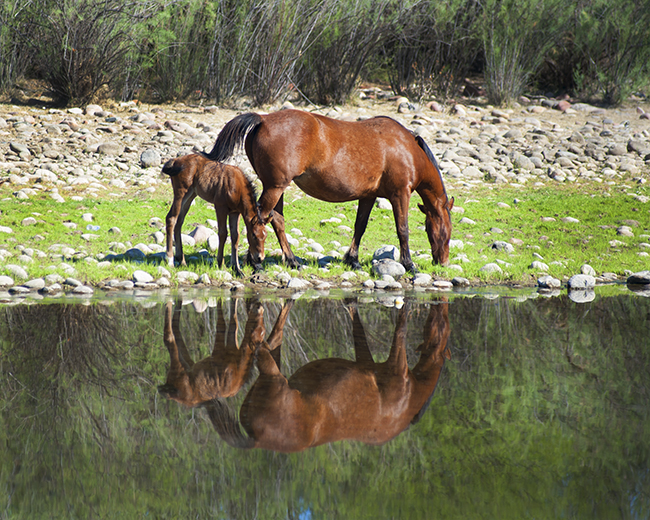 A Mare Reflection-Jody Miller Wild Horses