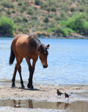 Foal and Fowl 2-Jody Miller Wild Horse Photo