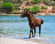 Water's Warm-Jody Miller Wild Horse Photo