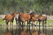 Riverside View-Jody Miller Wild Horses