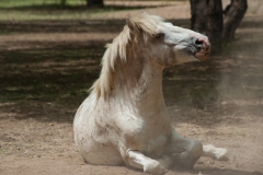 Dirty Stallion Roll-Jody Miller Wild Horses