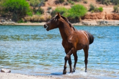 Water's Warm-Jody Miller Wild Horse Photo