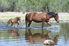 Mare Leading Foal Across the River