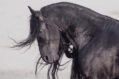 Majestic-Horse Photography by Jody L.  Miller