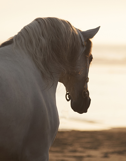 Evening Glimmer- Horse Photography by Jody L. Miller