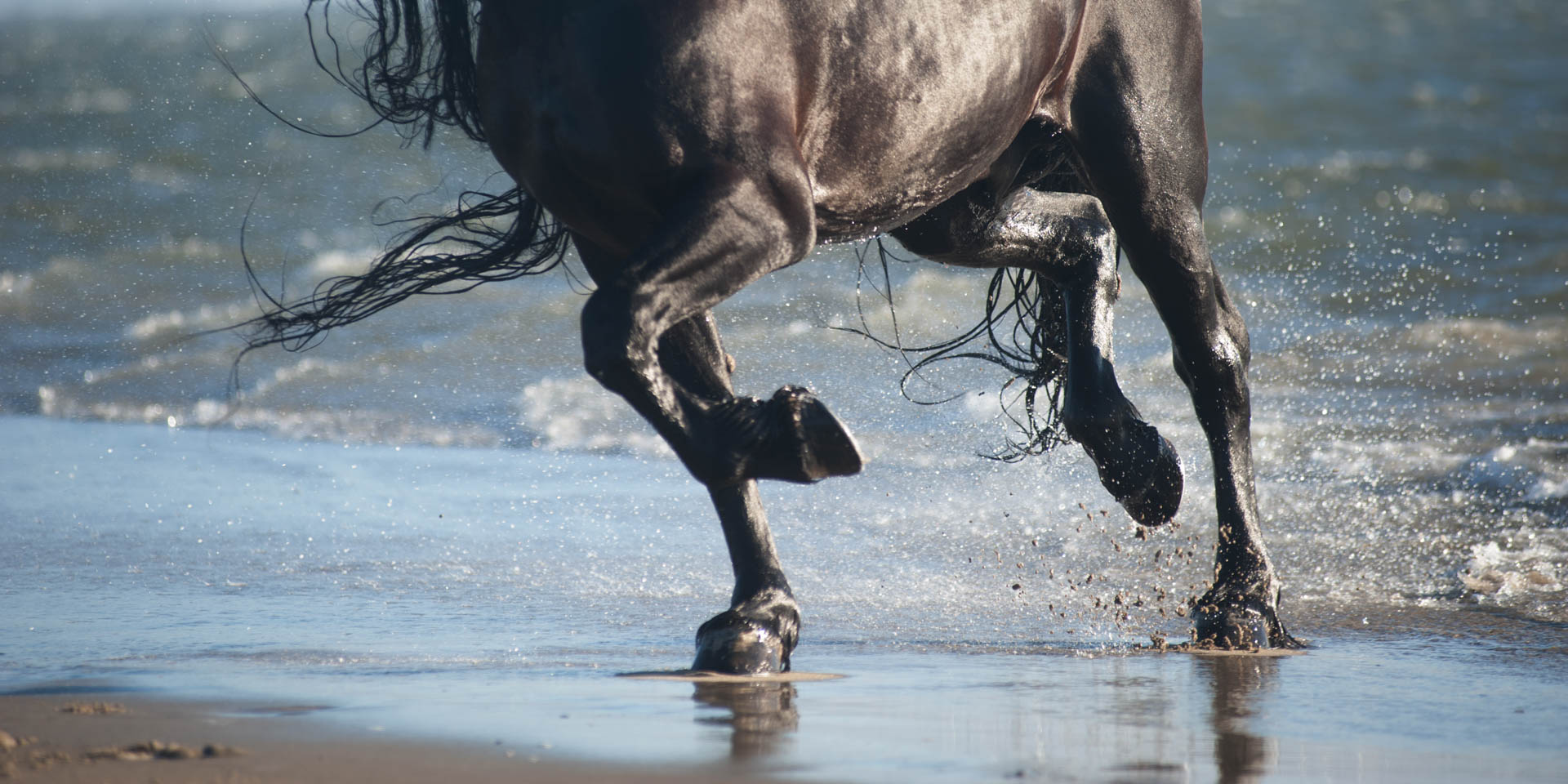 Hooves n mocean -  Horse Photography by Jody Miller