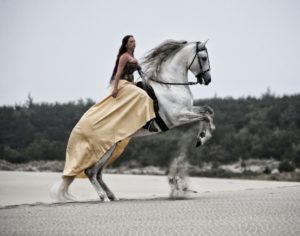 renaissance Art- Jody L. Miller Horse Photography